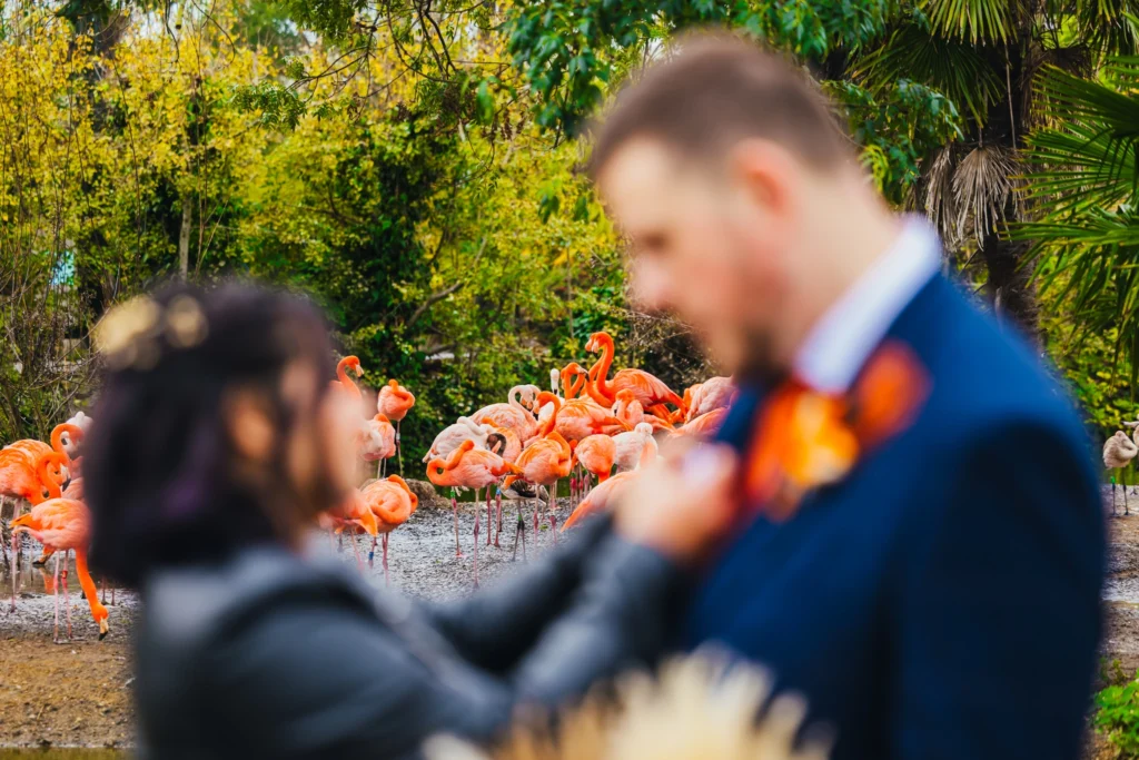 Blurry picture of couple, bride is sorting grooms buttonhole in the foreground whilst the photo is focused on flamingos in the background