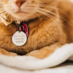 Ginger cat wearing a sparkly bow tie and a name tag