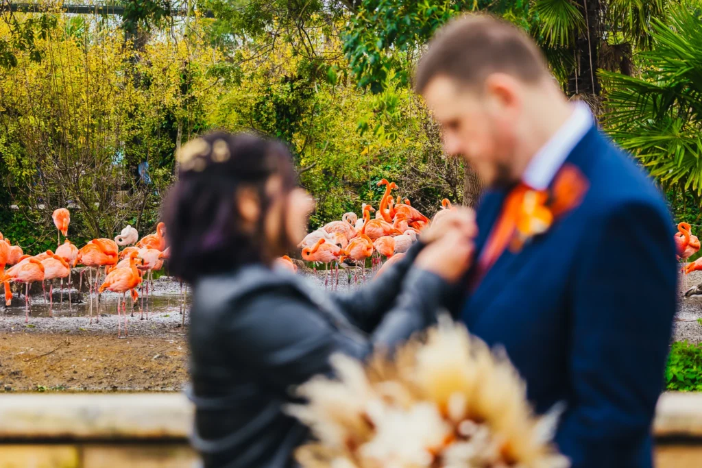 Couple in soft focus in front of a flock of pink flamingos